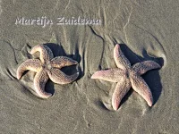Zeesterren [Asteroidea]